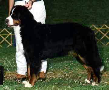 Bernese Bianca