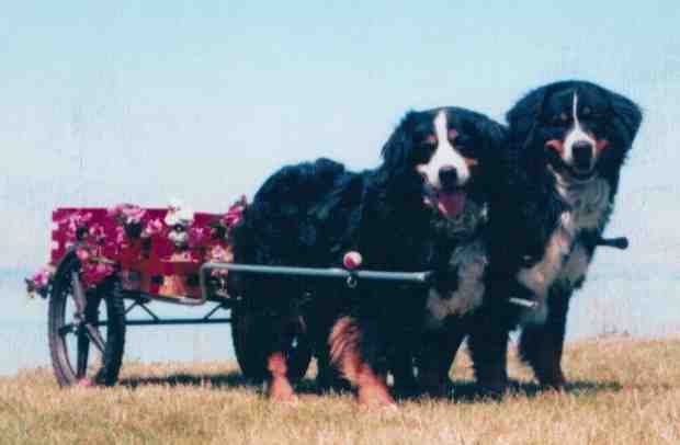 Bernese Mountain Dogs Cricket and Spencer