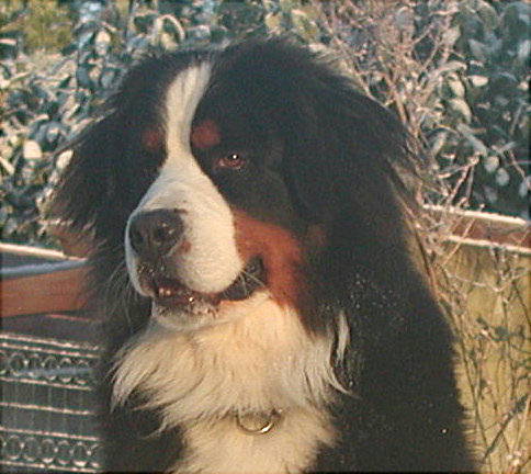 Bernese Mountain Dog, Brue