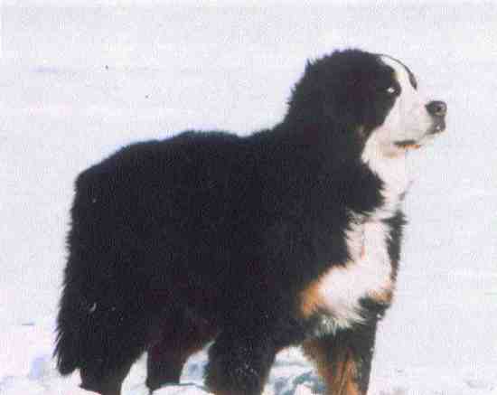 Bernese Mountain Dog, Crystal, sadly lost to histiocytosis