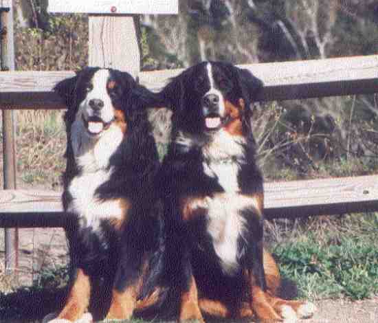 Bernese Mountain Dogs, Crystal and her cousin Winston, both sadly lost to canine cancer