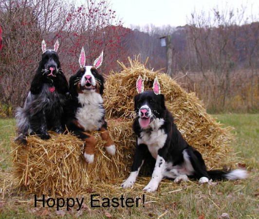 Bernese Mountain Dogs More Easter Bunnies