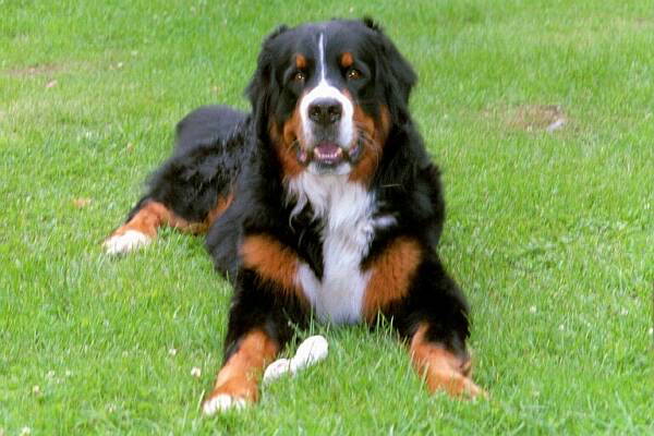Bernese Mountain Dog, Griffin