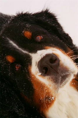 Bernese Mountain Dog, Griffin