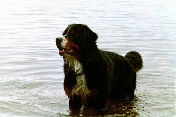 Bernese Mountain Dogs love water