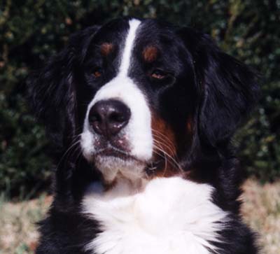 Bernese Mountain Dog Bianca