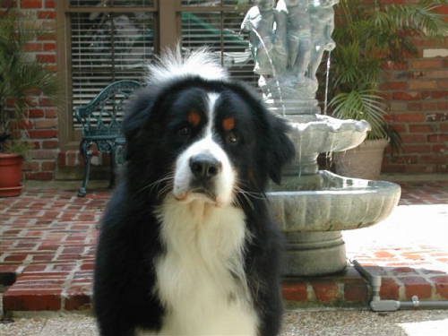 Bernese Mountain Dog, Hootie