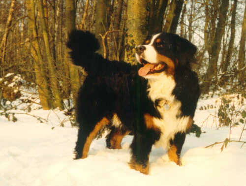 Bernese Mountain Dog, Jebel, enjoys the snow