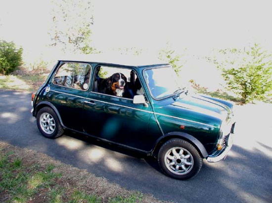 Bernese Mountain Dog, Kosak, driving