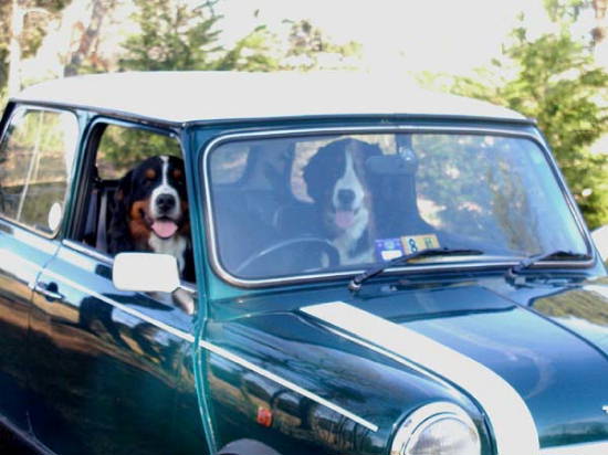 Kosak with Bernese Mountain Dog Friend