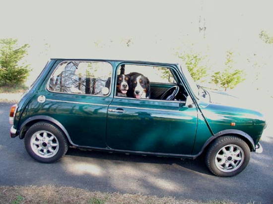 Bernese Mountain Dogs love Cars