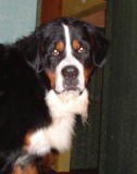 Bernese Mountain Dog, Ravel