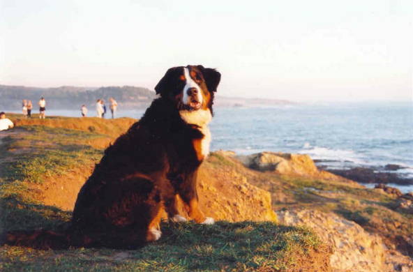 Bernese Mountain Dog, Lily Gardener, sadly lost to Histio