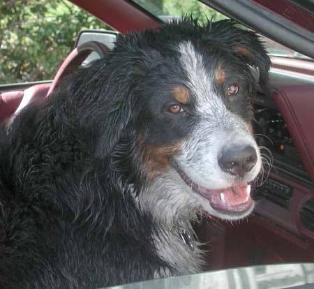 A very muddy Bernese Mountain Dog