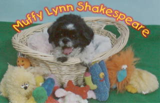 Muffy brave fighter against canine lymphoma