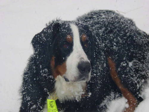 Berner, Oscar, lost to MH