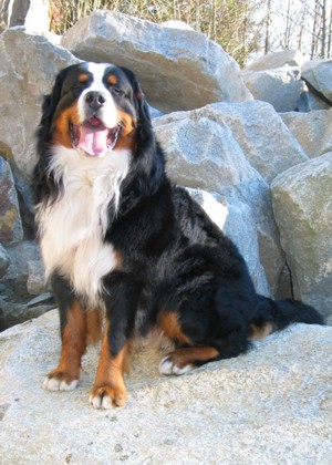 Bernese Mountain Dog, Sisco