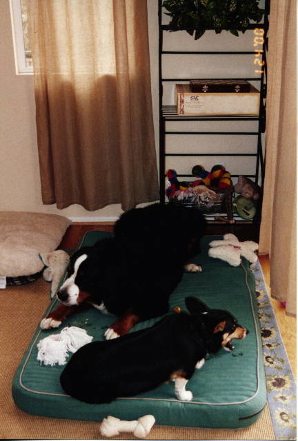 Bernese Mountain Dog, Riot, and Simon