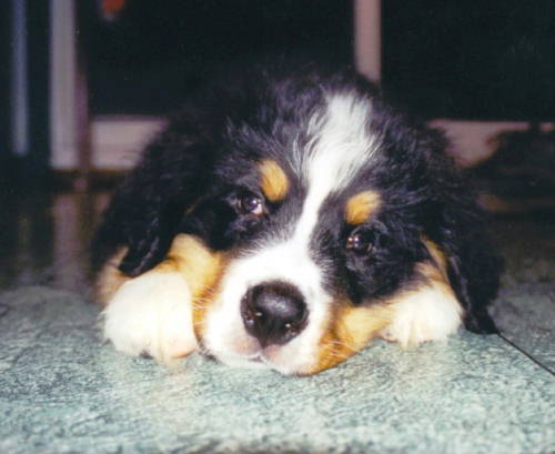Bernese Mountain Dog, Stevie
