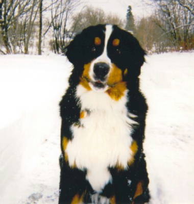 Bernese Stevie in the snow