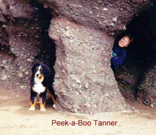 Peek-a-boo Berner