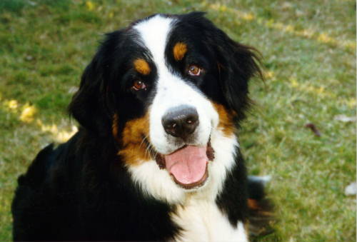 Bernese Mountain Dog, Zeige