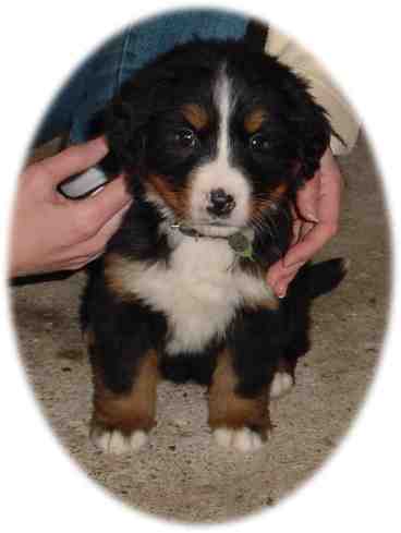 Baby Bernese