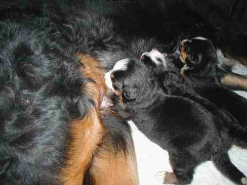 Bernese Mountain Dog Katahdin nursing her puppies