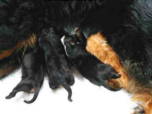 Nursing Pups and kitten?