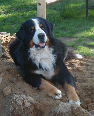 Bentley loved and missed