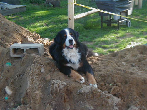 Bernese Mountain Dog, Bentley