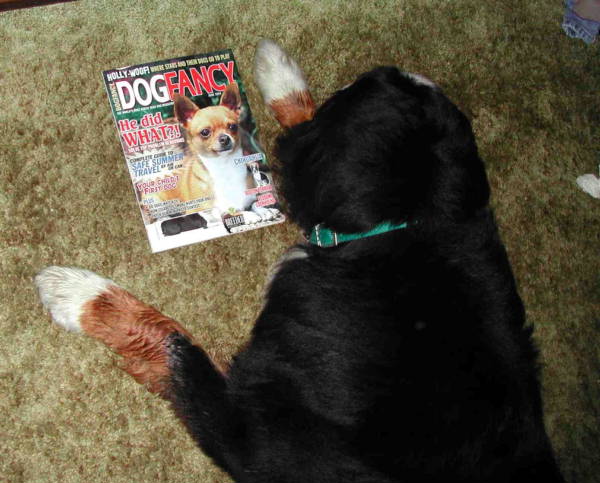 Bernese Blue gets down to serious stuff!