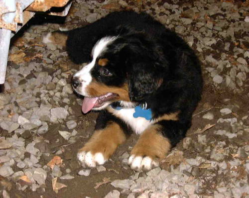 Berner Pup, Cloe, at 8wks.
