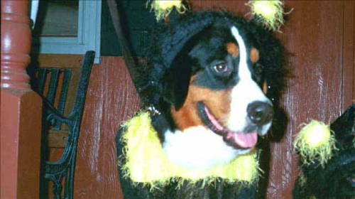 {short description of image}