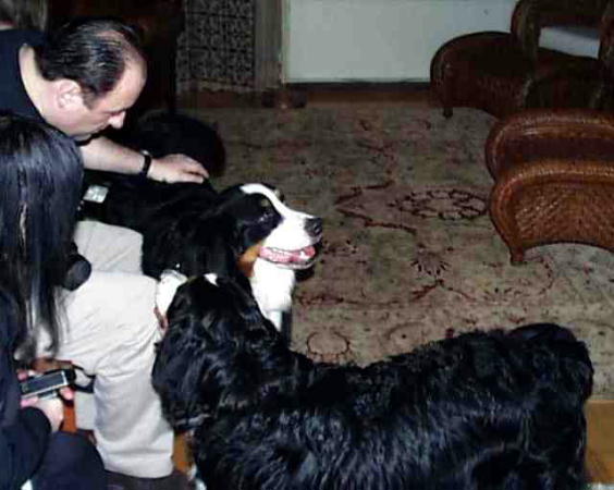 {short description of image}