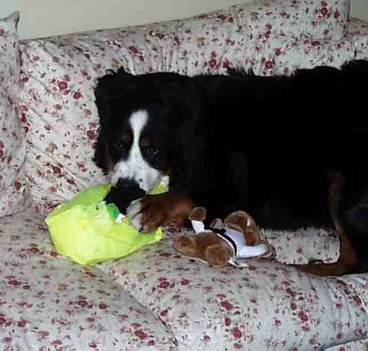 Berner Cooper opens his presents