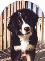 Spring 1993 (Puppy Photo)