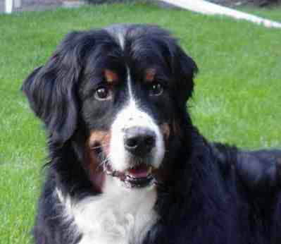 Della,Summer 2000 (Seven Years old)