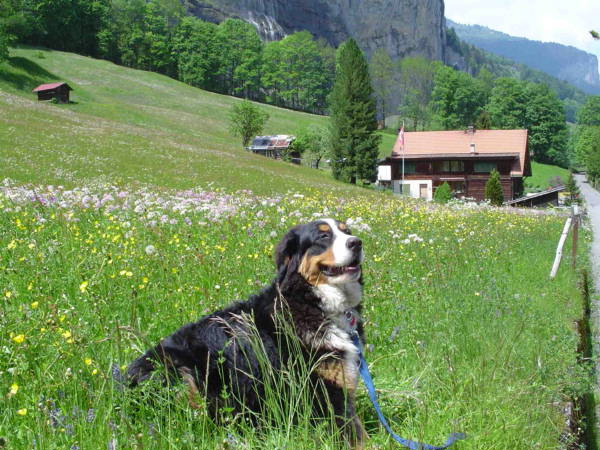 Smiling Berner Hailey