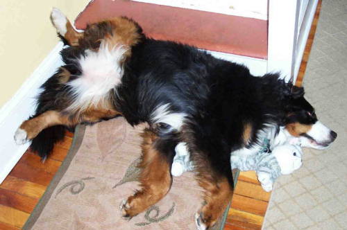 Bernese Mountain Dog, Harper