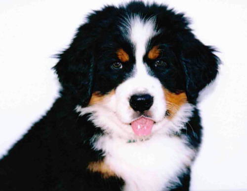Berner Pup Huxley at 9 weeks