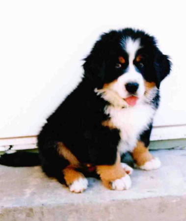 Berner Pup Huxley at 12 weeks