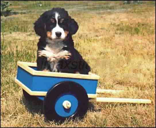 Bernese Mountyain Dog Jazz is Carting!