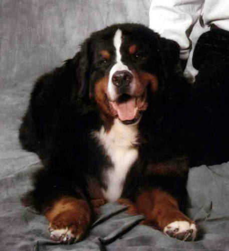 Bernese Mountain Dog, Luca