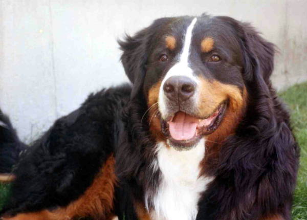 Luca, sadly lost to MH