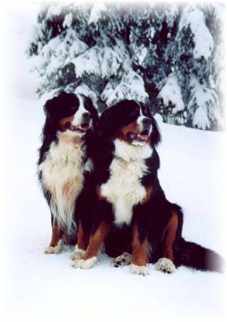 Bernese, Harvey and Rups