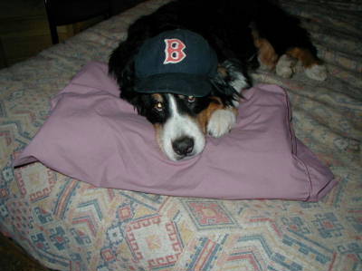 Veteran Bernese Mikki