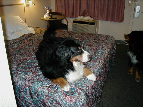 Berner on the bed