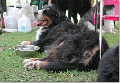 {short description of image}