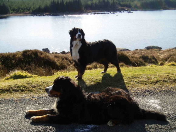 {short description of image}